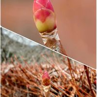 ドウダンツツジ,ナンキンハゼ,冬芽・葉痕,お出かけ先の画像