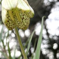 バイモ,バイモ（アミガサユリ）,今日の一枚,花のある暮らし,緑のある暮らしの画像