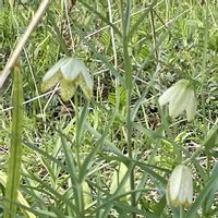 バイモ,お月様,今日のお花,キュンキュン乙女倶楽部,ちっちゃいものクラブの画像