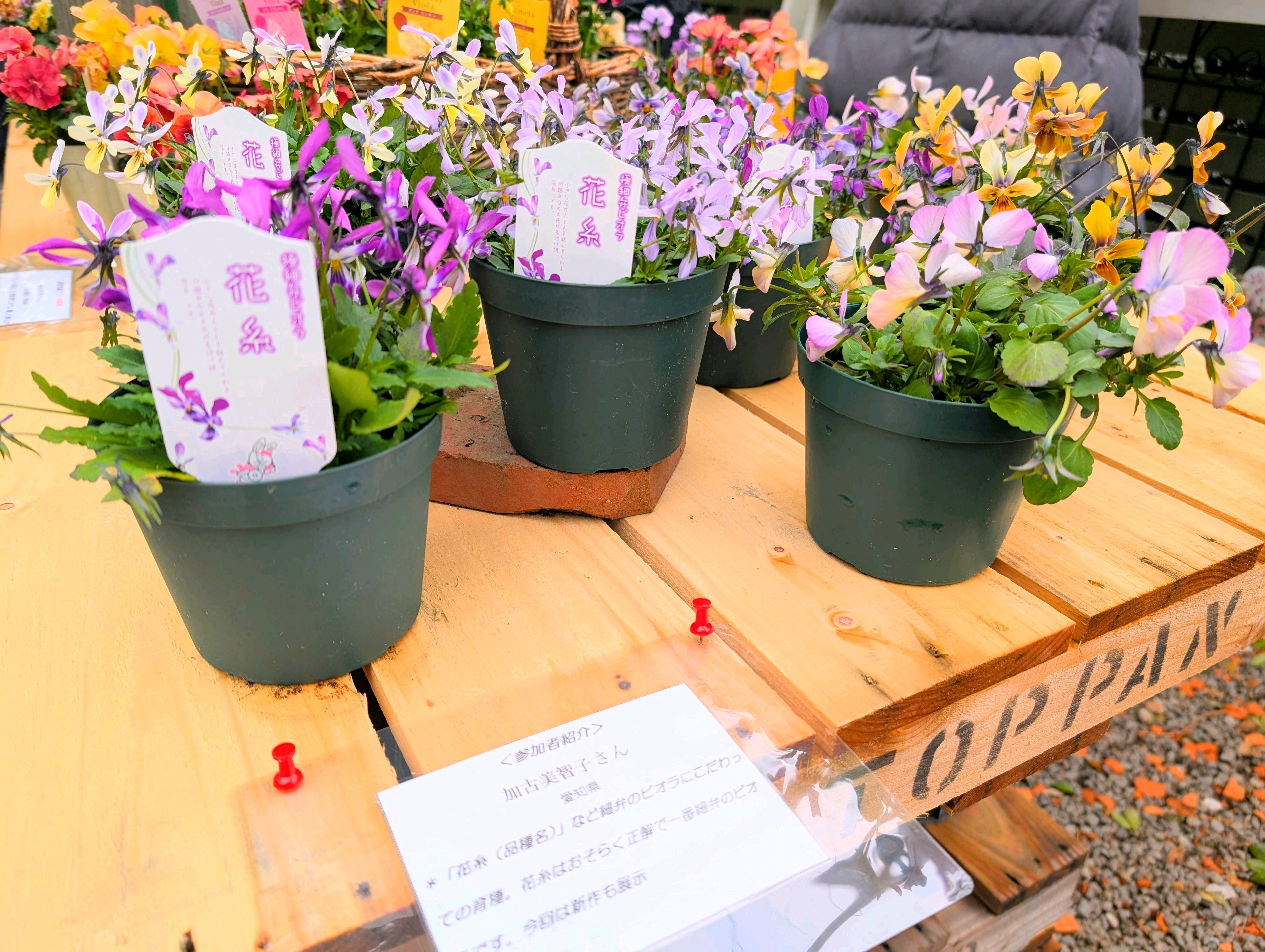 第17回 個人育種パンジー・ビオラ作品展｜🍀GreenSnap（グリーンスナップ）