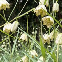 バイモ,今日のお花,目黒自然教育園の画像