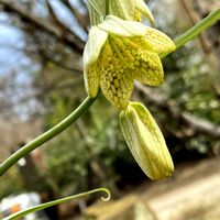 バイモ,山野草,元気もらえる,復興祈願,今日のお花の画像