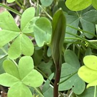 バイモ,地植え,ネコ好き,花のある暮らし,庭の画像