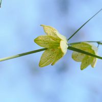 バイモ,山野草,花散歩,OLYMPUS,ミラーレス一眼の画像