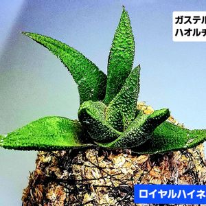 ハオルチア,ガステルハオルチア,ハオルチア ロイヤルハイネス,苔玉,ガステリアの画像