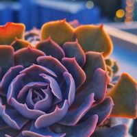 マドレッシュ,M's Succulent Memories,多肉植物,半分そら,空の顔の画像