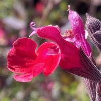 チェリーセージ,チェリーセージ,サルビア・ミクロフィラ,サルビア・ミクロフィラ,公園の画像