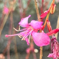 ガウラ,花散歩,再挑戦！の画像