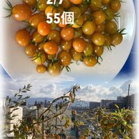 ミニトマト,水耕栽培,種から,無農薬野菜,野菜の水耕栽培の画像