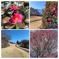 芝生,紅梅,さざんか,ウクライナに平和を,お出かけ先の画像