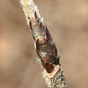 メグスリノキ冬芽葉痕,メグスリノキ翼果,メグスリノキ紅葉,日本固有種,なるが見つけた冬芽＆葉痕の画像