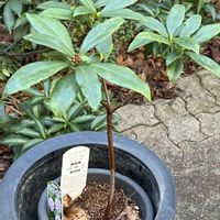 ジンチョウゲ,庭の画像