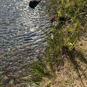 ショウブ,春の水の画像