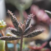 不死鳥,多肉植物,植中毒,タニラー,岩手県の画像