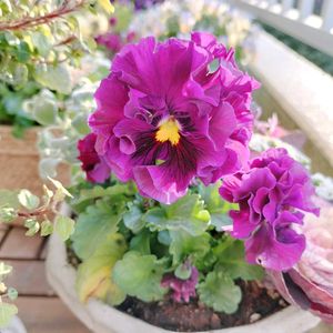 パンジー,パンジー　パピージョルジュ,パピー　ジョルジュ　グランデ,ベランダガーデン,花のある暮らしの画像