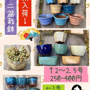 多肉植物,盆栽鉢,聖蹟桜ヶ丘,ちまちま屋販売品,多肉植物ちまちま屋の画像