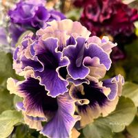 パンジー・ビオラ,パンジー・ビオラ,パンジー,パンジー,パンジーの画像