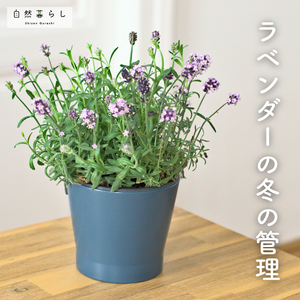 花のある暮らし,植物のある暮らし,肥料,プランター栽培,自然のある暮らしの画像