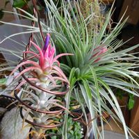 チランジア コットンキャンディ,イオナンタ バンハイニンギー,繋がりに感謝✨,バラと夢CLUB,みどりに癒されるの画像
