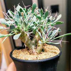 オトンナ,オトンナ・ユーフォルビオイデス,多肉植物,観葉植物,塊根植物の画像