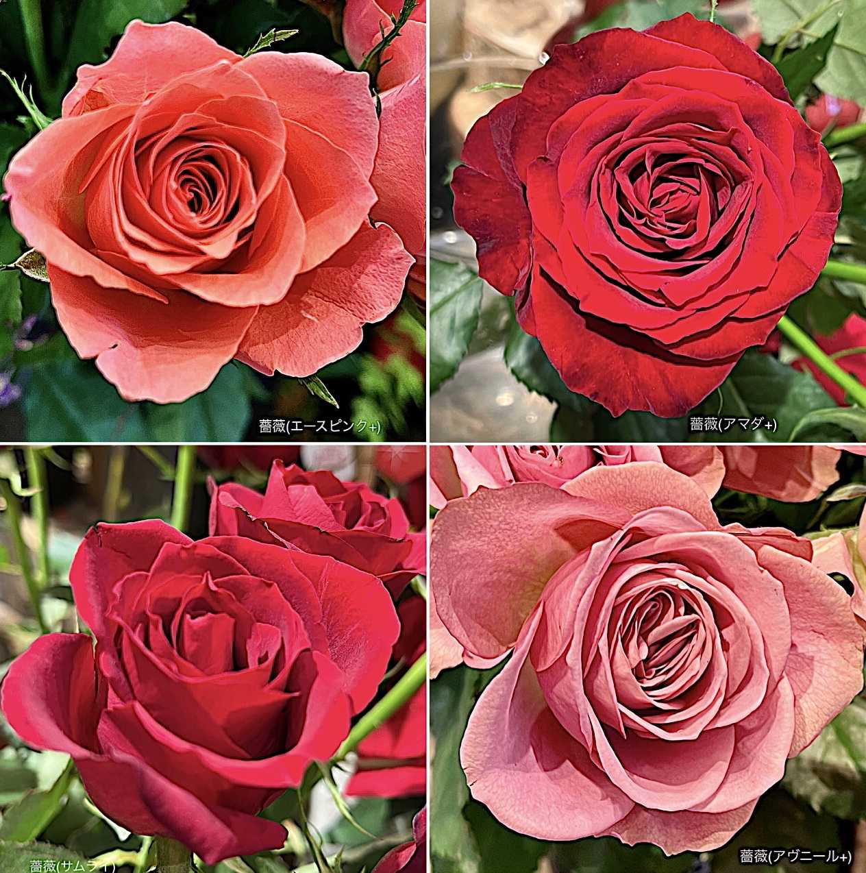 薔薇(サムライ)の投稿画像 by カタバミさん｜薔薇(アマダ+)と薔薇