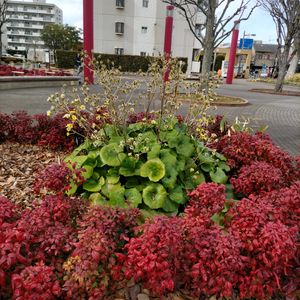 ツワブキ,オタフクナンテン,GSに感謝。,街の植栽,平和を願う☆の画像