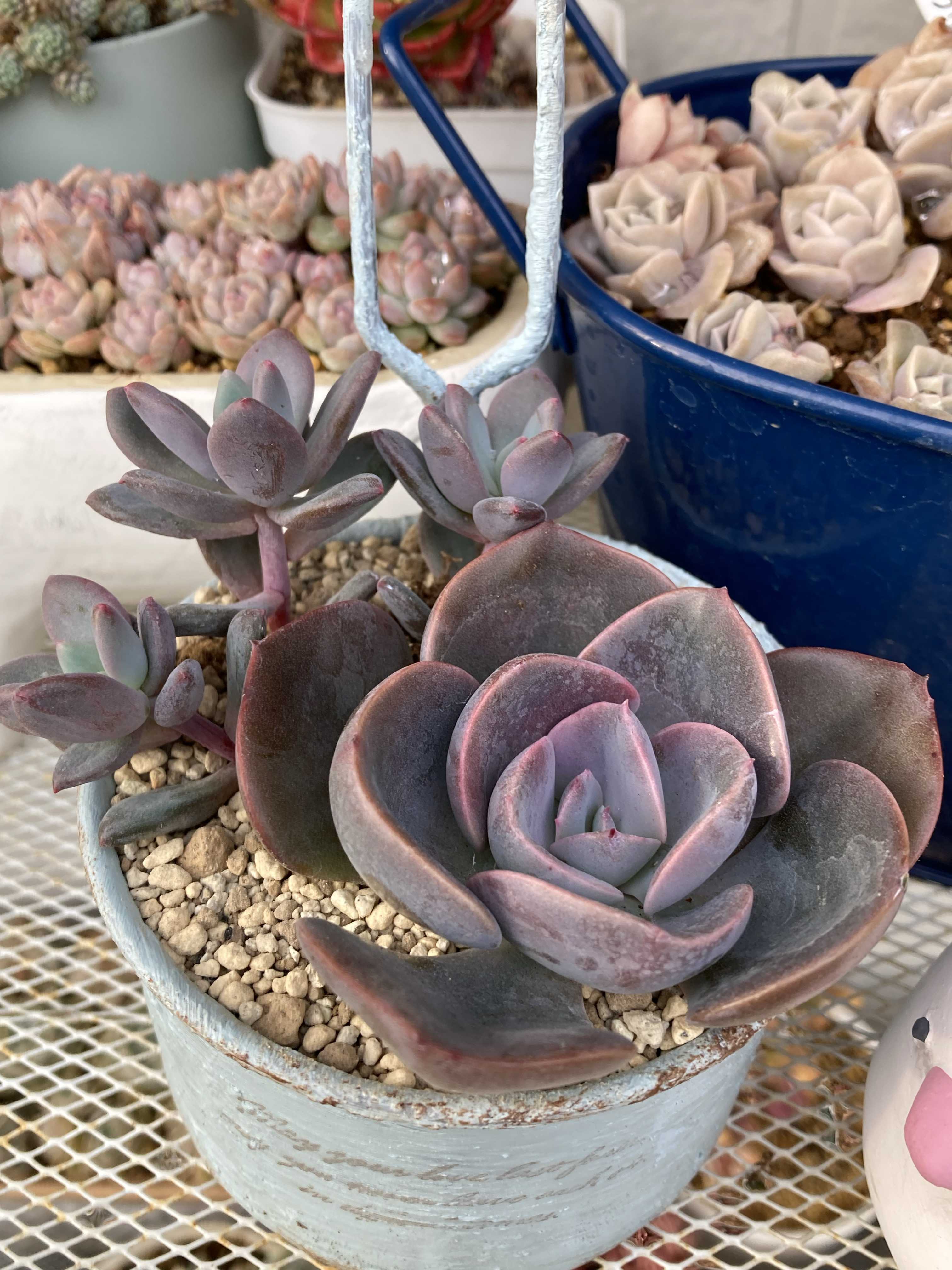多肉寄せ植えの投稿画像 by かこはなさん｜多肉初心者とダスティローズ