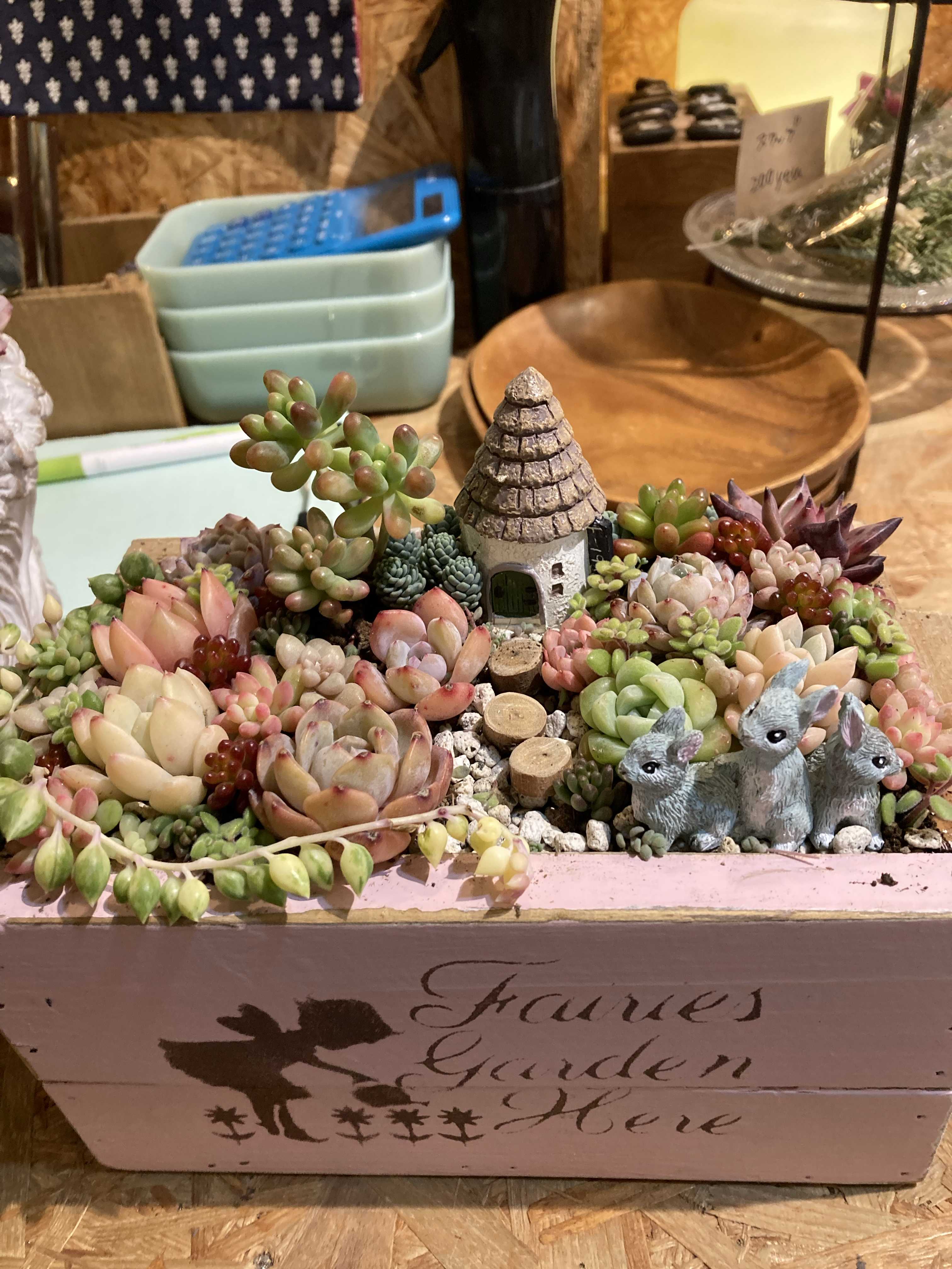 多肉寄せ植えの投稿画像 by かこはなさん｜多肉初心者とダスティローズ