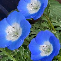 ネモフィラ,感謝,花のある暮らし,いつまでも,き　れ　い❤の画像