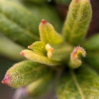 ツツジ,レッドロビン,ベニカナメモチ,ベニカナメモチ(レッドロビン),芽吹きの画像