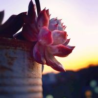 ブラッドブリアナ,ザラゴーサ hyb,M's Succulent Memories,多肉植物,半分そらの画像