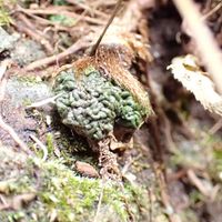 イワタバコ,イワタバコの越冬葉,山野草,山歩き,高尾山の画像