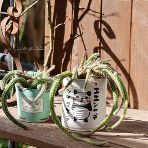 白檀,多肉植物,鉢植え,リメ缶,HTCの画像