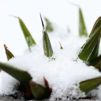 アガベ　笹の雪,多肉植物,アガベ属,テラスの画像