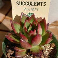 クリスマスローズ,クリスマスローズ,ルメール,ギルバ,多肉植物の画像