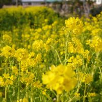 菜の花,菜の花,菜の花,菜の花畑,菜の花畑の画像