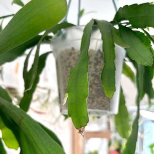 リプサリス ラムローサ,観葉植物,初心者の画像