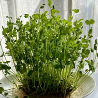 豆苗,可愛い,癒される,美しい,がんに負けるな！の画像