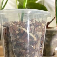 モンステラ,観葉植物,初心者,ねこチップの画像