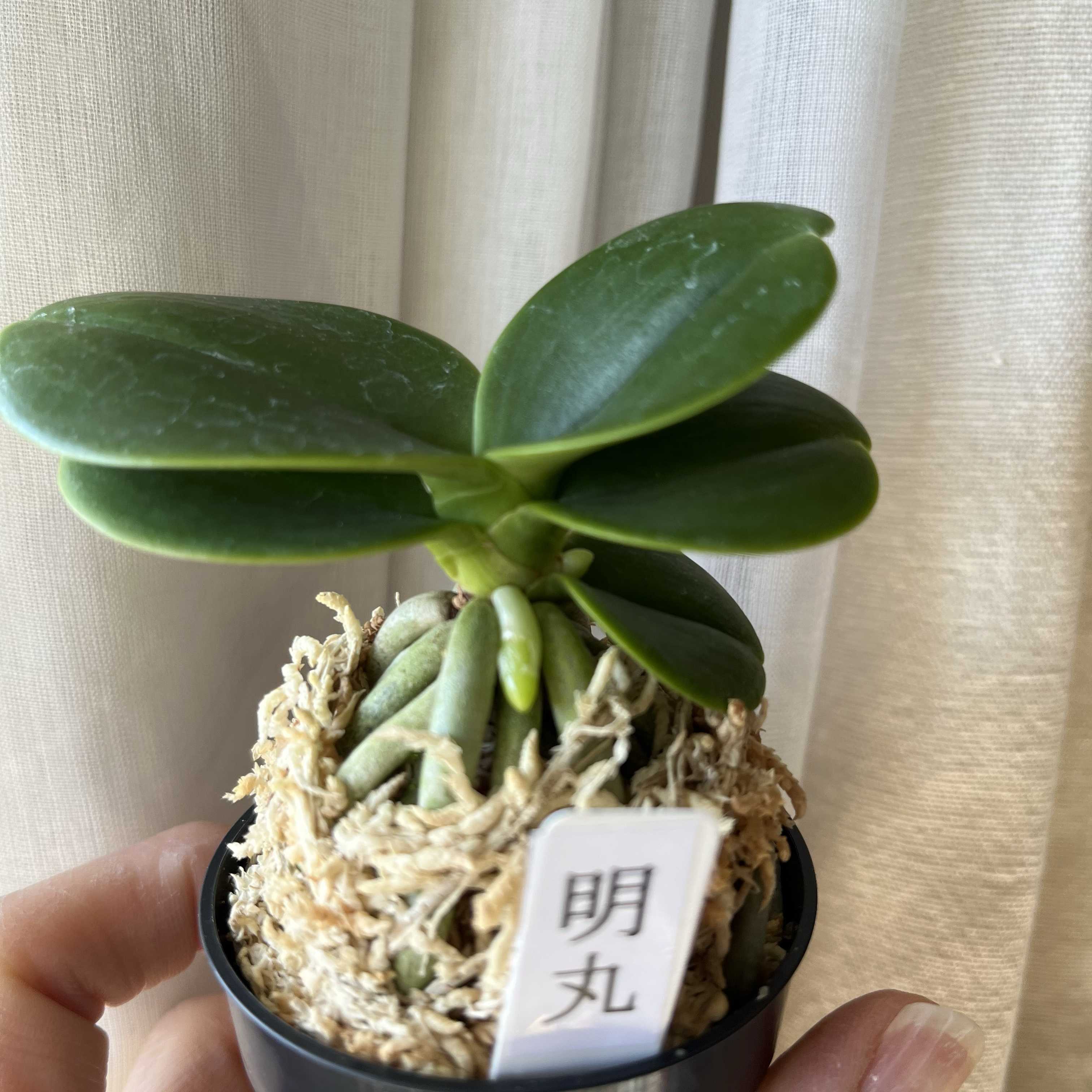 名護蘭の一覧｜🍀GreenSnap（グリーンスナップ）