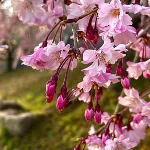 オカメザクラ,サクラ,ソメイヨシノ,枝垂れ桜,カワヅザクラの画像