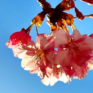 手作り,バラ科,今日のお花,素敵な花壇,大島小松川公園の画像