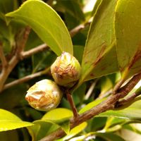 山野草,自家栽培の野菜達,植物と暮らす,道の駅,自家製無農薬栽培の画像