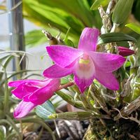 セッコク,セッコク 京紅,京紅,セッコク 花物,リビング・ダイニングの画像