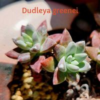 ダドレア グリーニー,リトルフロッジ－,多肉植物,観葉植物,クラッスラ属の画像