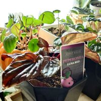 ペペロミア,観葉植物,植物だいすき,植物大好き,観葉植物好きの画像