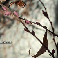 ススキ,マツ,ユキヤナギ,雪柳,白花雪柳の画像