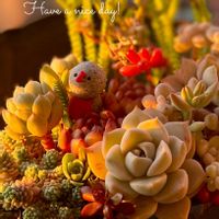 ｵｼﾞｿﾞｰﾀﾝ,月の雫さんのｵｼﾞｿﾞｰﾀﾝ,寄せ植え,多肉植物,多肉植物寄せ植えの画像