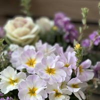 プリムラ,プリムラ　ジュリアン,かわいいな♡,冬の寄せ植え,お花は癒しの画像