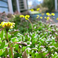 多肉植物,地植え多肉,たにくあそび。,多肉の冬越し,たにらーの画像